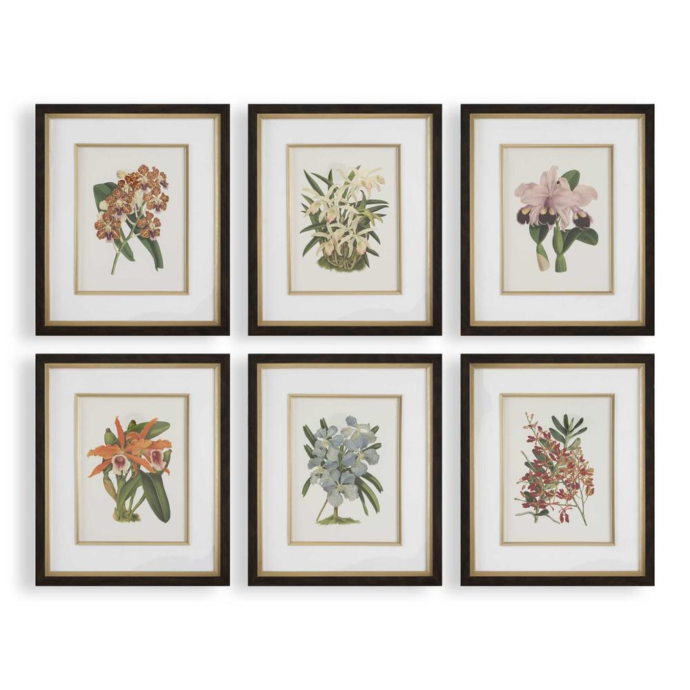 Uttermost Orchid Botanical Framed Prints Set/6