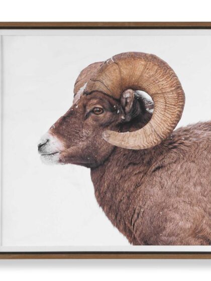 Uttermost Big Horn Sheep Framed Print