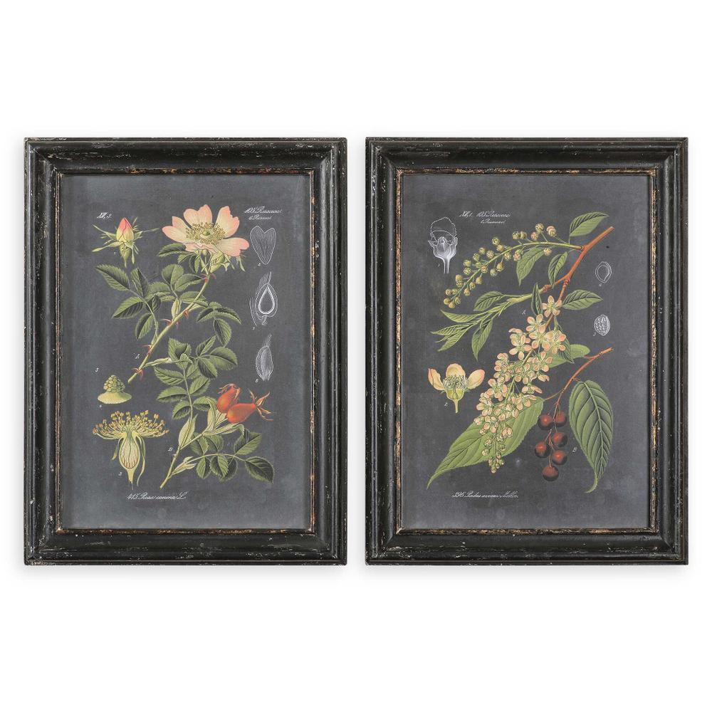 Uttermost Midnight Botanicals Wall Art Set/2