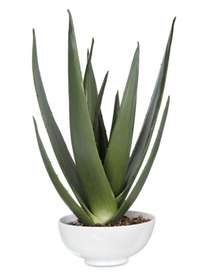Uttermost Evarado Aloe Planter