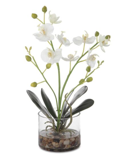 Uttermost Glory Orchid