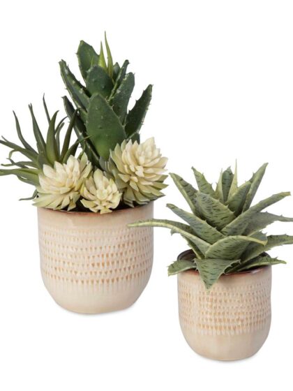 Uttermost Seaside Succulents Set/2