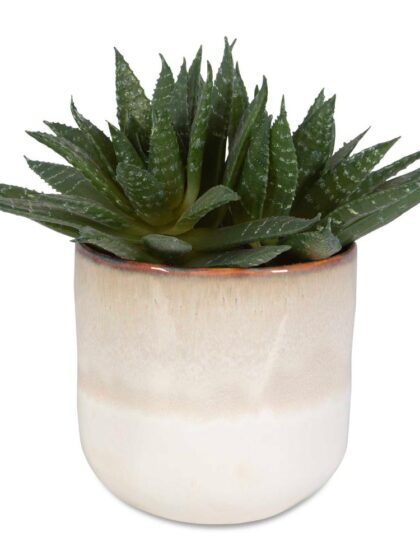 Uttermost Doha Succulent Accent