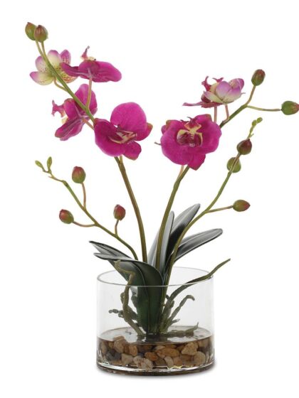 Uttermost Glory Fuchsia Orchid