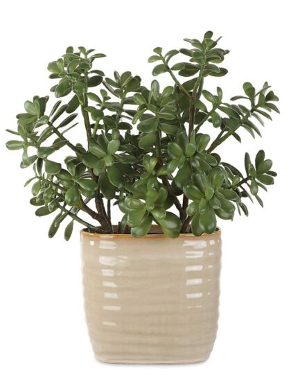 Uttermost Crassula Jade Accent Plant
