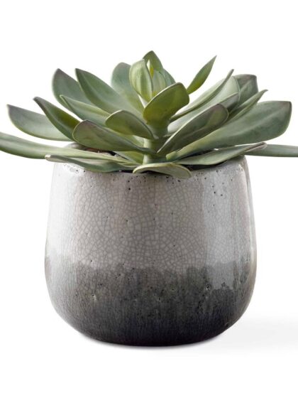 Uttermost Dudleya Gray Outdoor Succulent