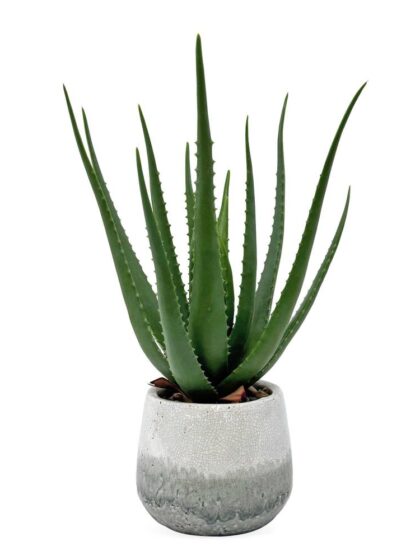 Uttermost Veranda Indoor-Outdoor Aloe Plant