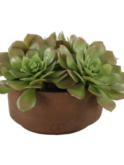 Uttermost Sable Succulent Accent In Pot