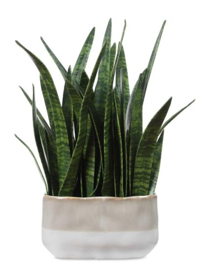 Uttermost Sansera Snake Accent Plant